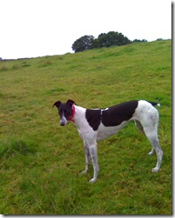 in the cows field