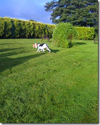 teddies in the garden1